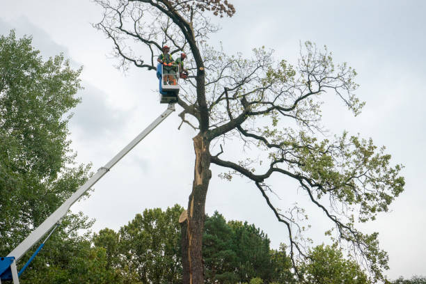 Professional Tree Services in Smithton, IL