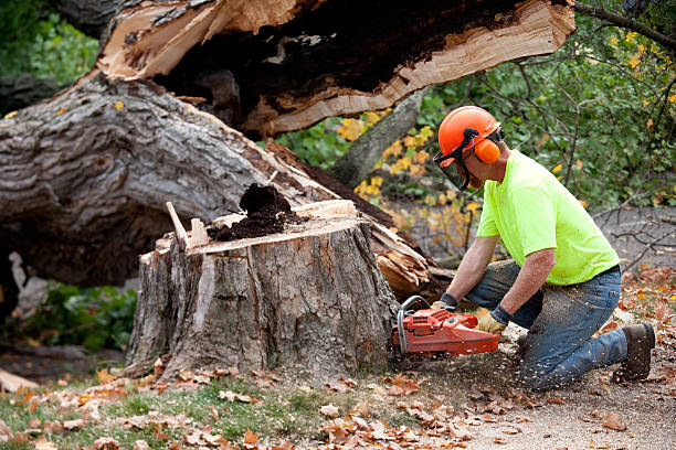 Best Stump Grinding and Removal  in Smithton, IL