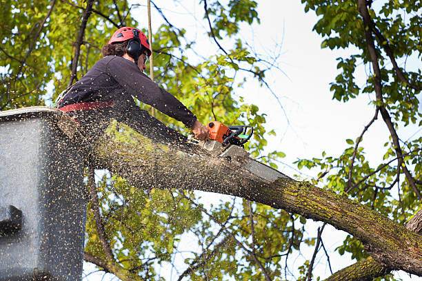 Best Emergency Tree Removal  in Smithton, IL