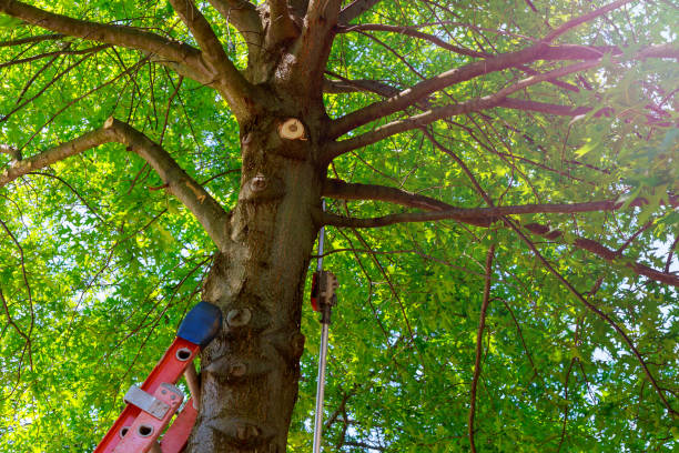 How Our Tree Care Process Works  in  Smithton, IL
